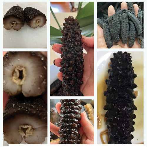 Australia's top quality wild black pearl sea cucumber